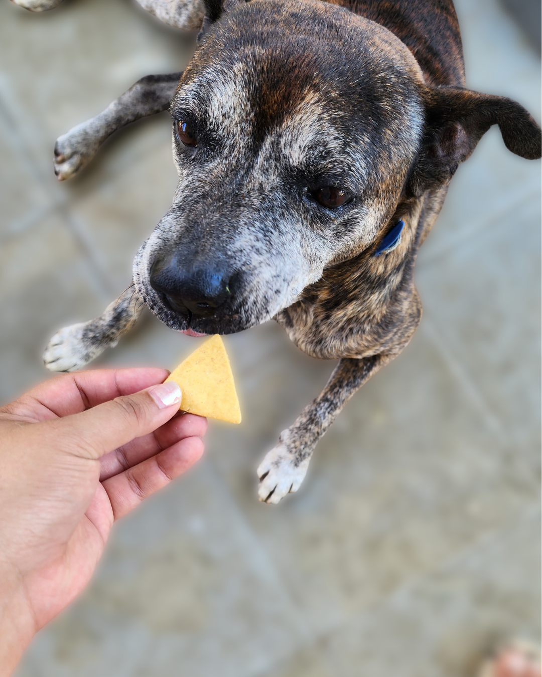 Dog Chips
