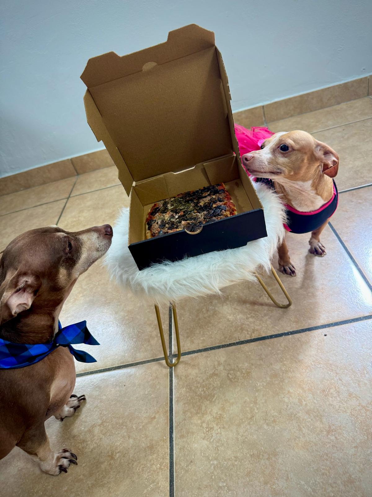 Pizzas para perros