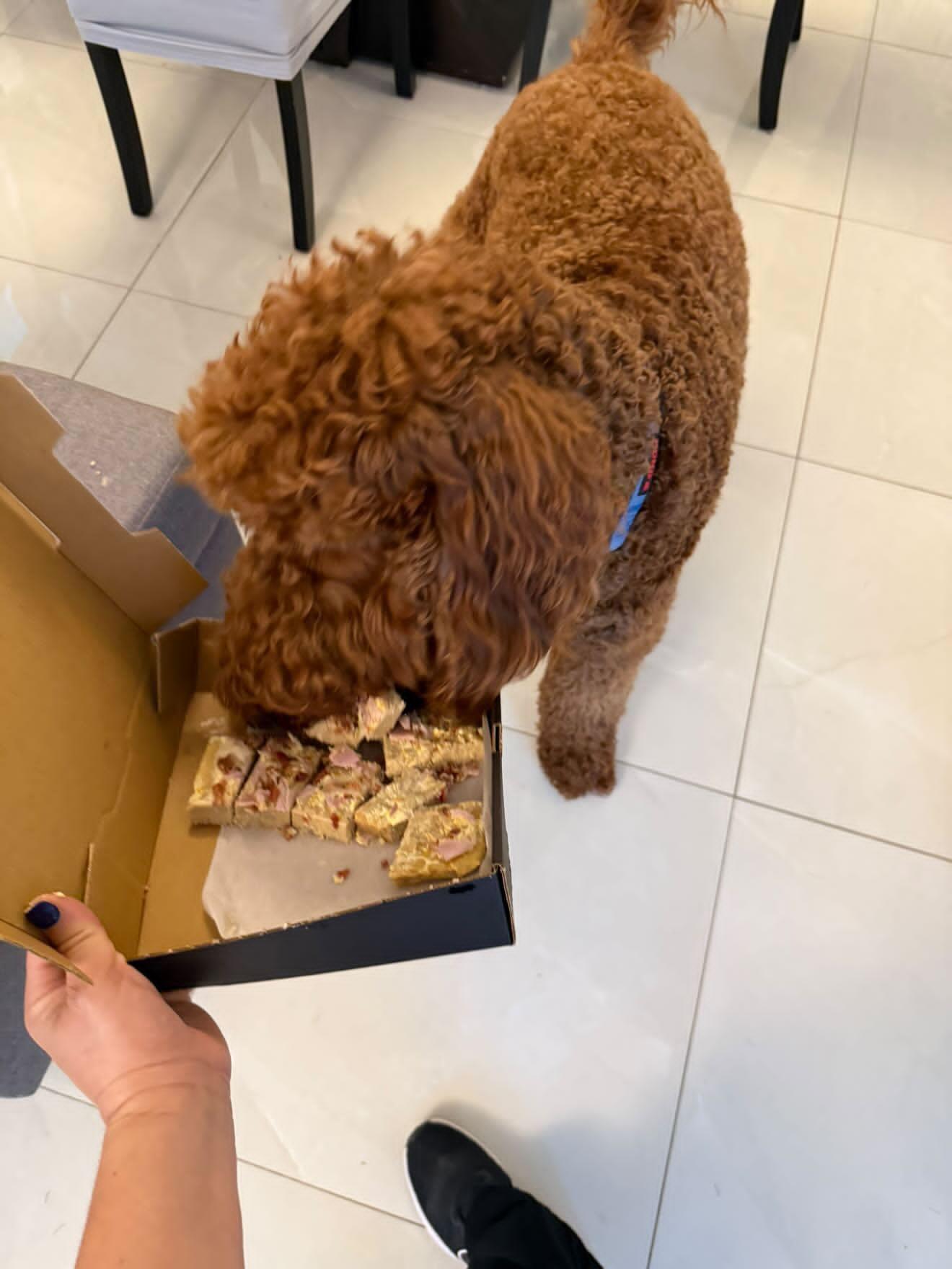 Pizzas para perros